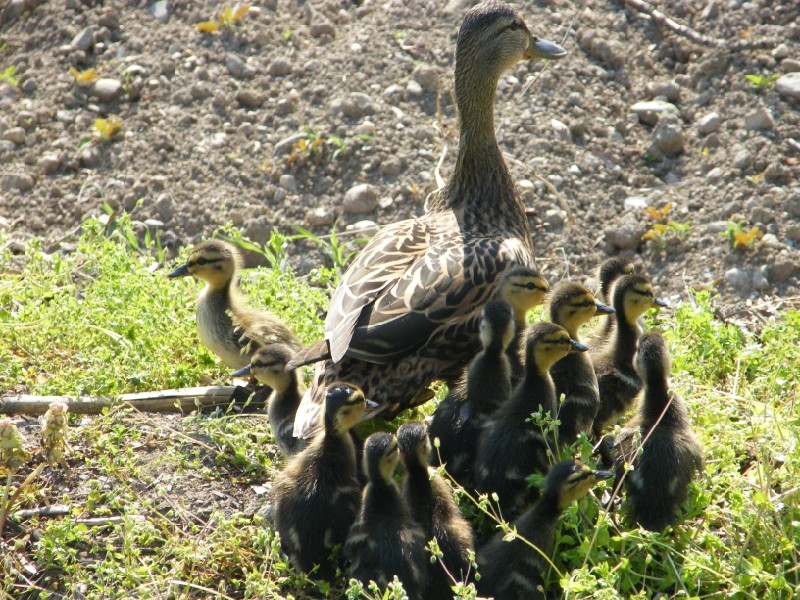 mamma anatra(germano reale)